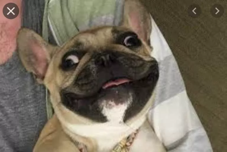 20 Smiling Dog Photos That Show Their Real Personality