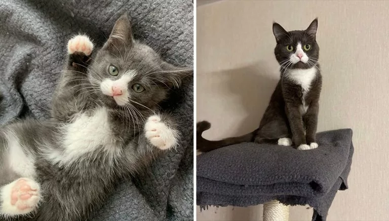 30 Majestic Images Of Cats Before And After