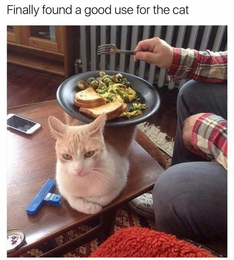 24 Cute And Funny Cat Pictures For Cat Parents