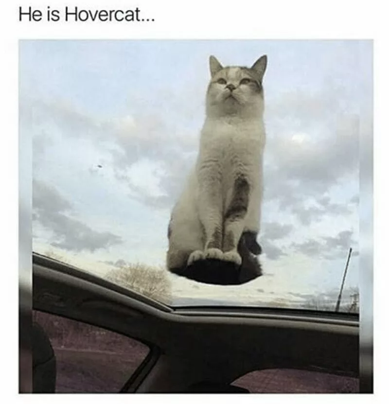 30 Excellent Cat Memes For All The Cat Lovers