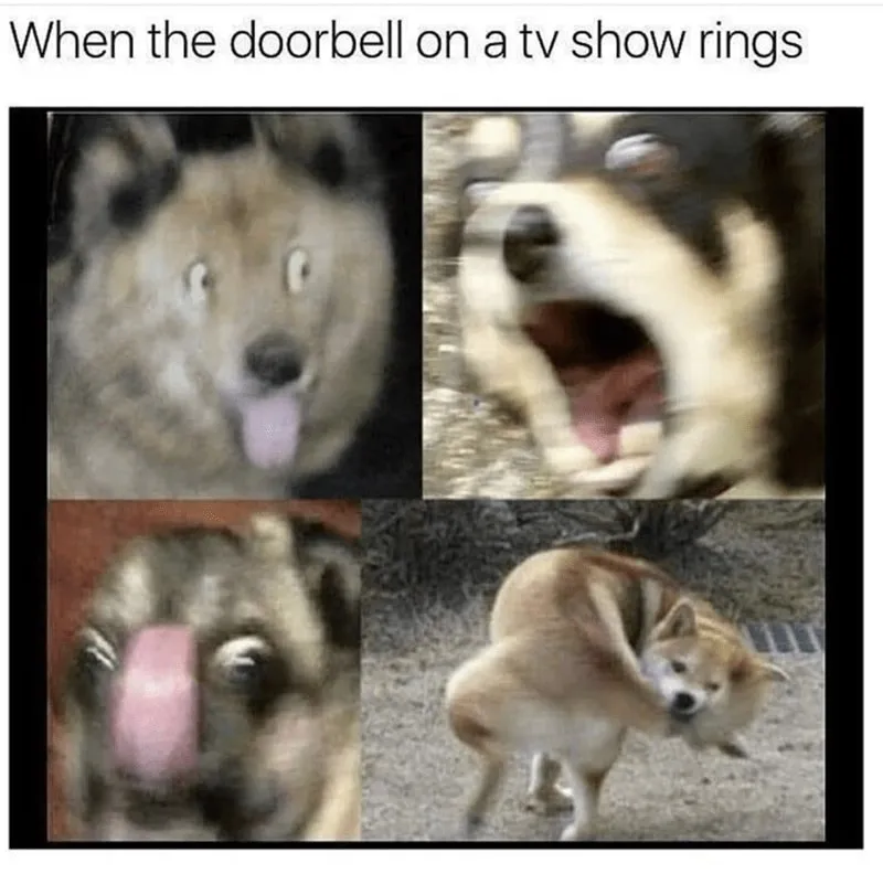 30 Excellent Dog Memes To Make Your Day Better