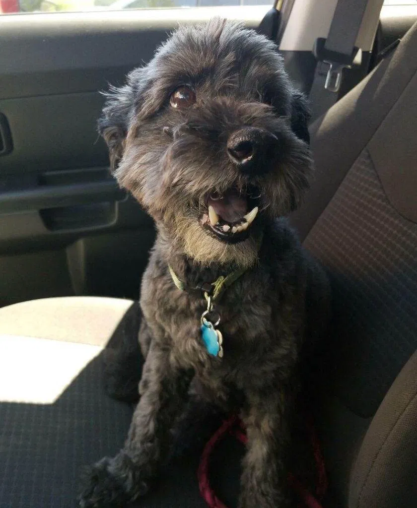 30 Absolutely Adorable Doggy Pics To Make Your Day Better