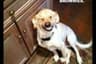 The Funniest Animal Pictures Ever 015