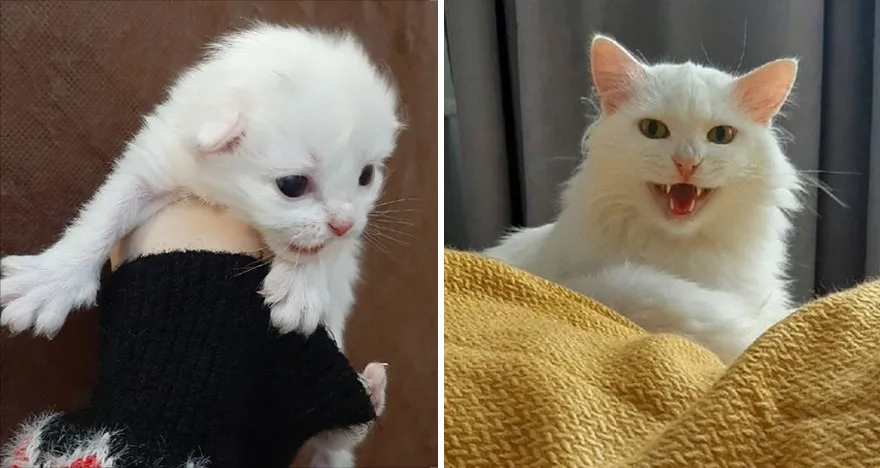 This Community Shows Kittens Then And Now 30 Pics 6356720Fa49E8 880