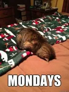 15 Hilarious Cats Who Understand The Monday Mood
