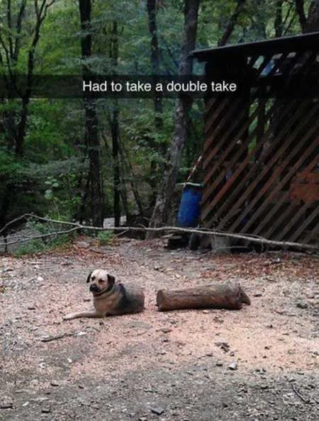 37 Of The Best Funny Animal Pictures Ever - The Funny Beaver 37 Of The Best Funny Animal Pictures Ever - The Funny Beaver