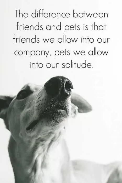 23 Amazing Animal Lover Quotes For Dog And Animal Lovers