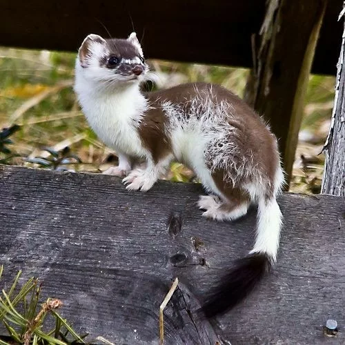 25 Stoat Pictures Because They're The Cutest Little Predators