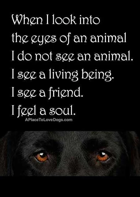 Quotes About Animals Love 23 Amazing Animal Lover Quotes For Dog And Animal Lovers