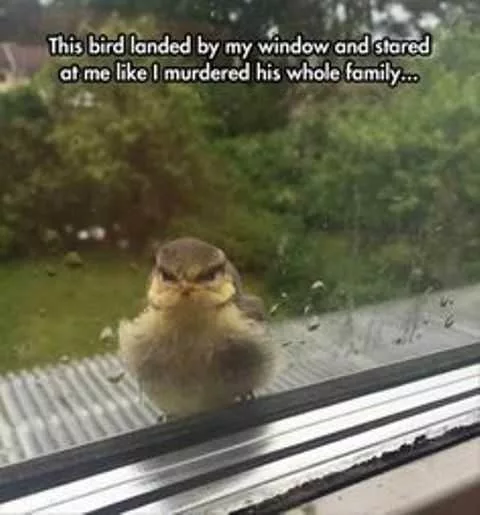 36 Funny Bird Memes