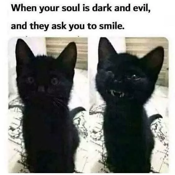 28 Funny Black Cat Memes That Prove Voids Are The Best Furry Friends