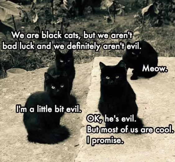 28 Funny Black Cat Memes That Prove Voids Are The Best Furry Friends