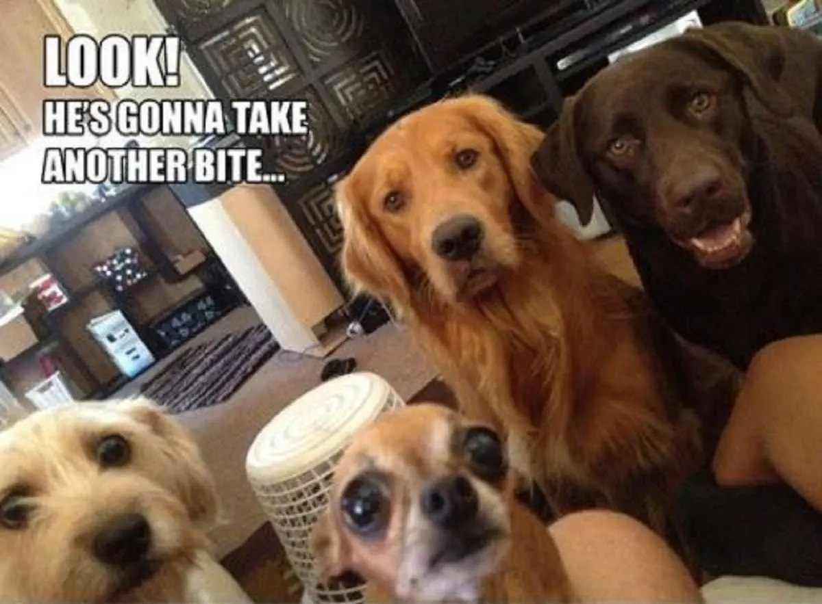Funniest Pictures Of The Week Funniest Pictures Of The Week