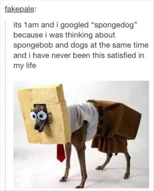 I Found Spongedog When You Google Spongedog