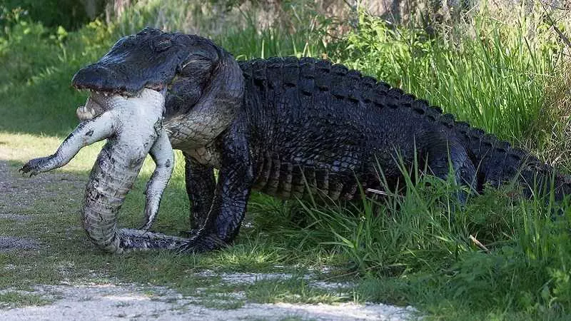 More Florida Alligator Craziness - A Huge Alligator Eating Another Alligator .