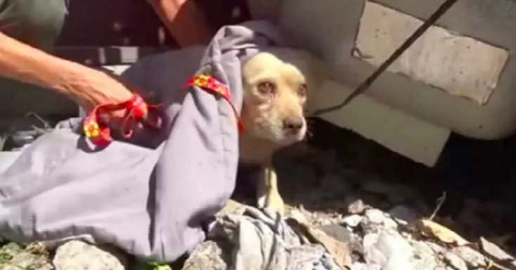 These Rescue Workers Were Shocked When They Discovered One Desperate ...