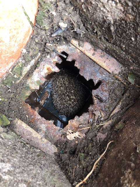 Hero Dog Saves The Life Of A Hedgehog Stuck In Drain