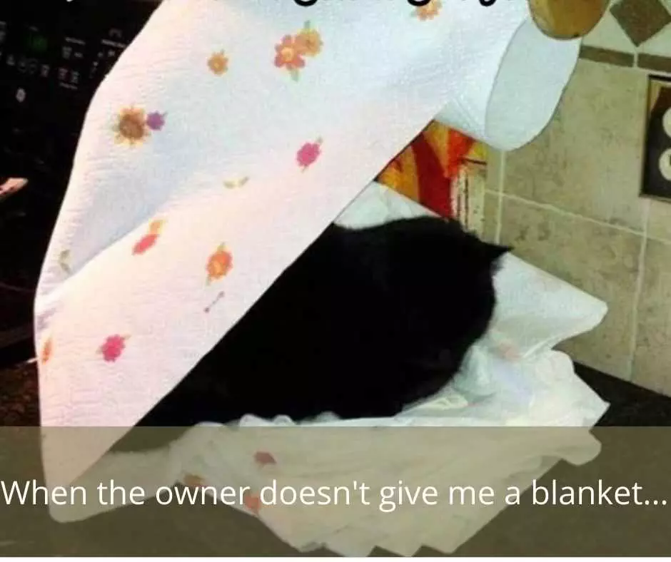 Cute Funny Animals 6  Owner Didn'T Give Blanket