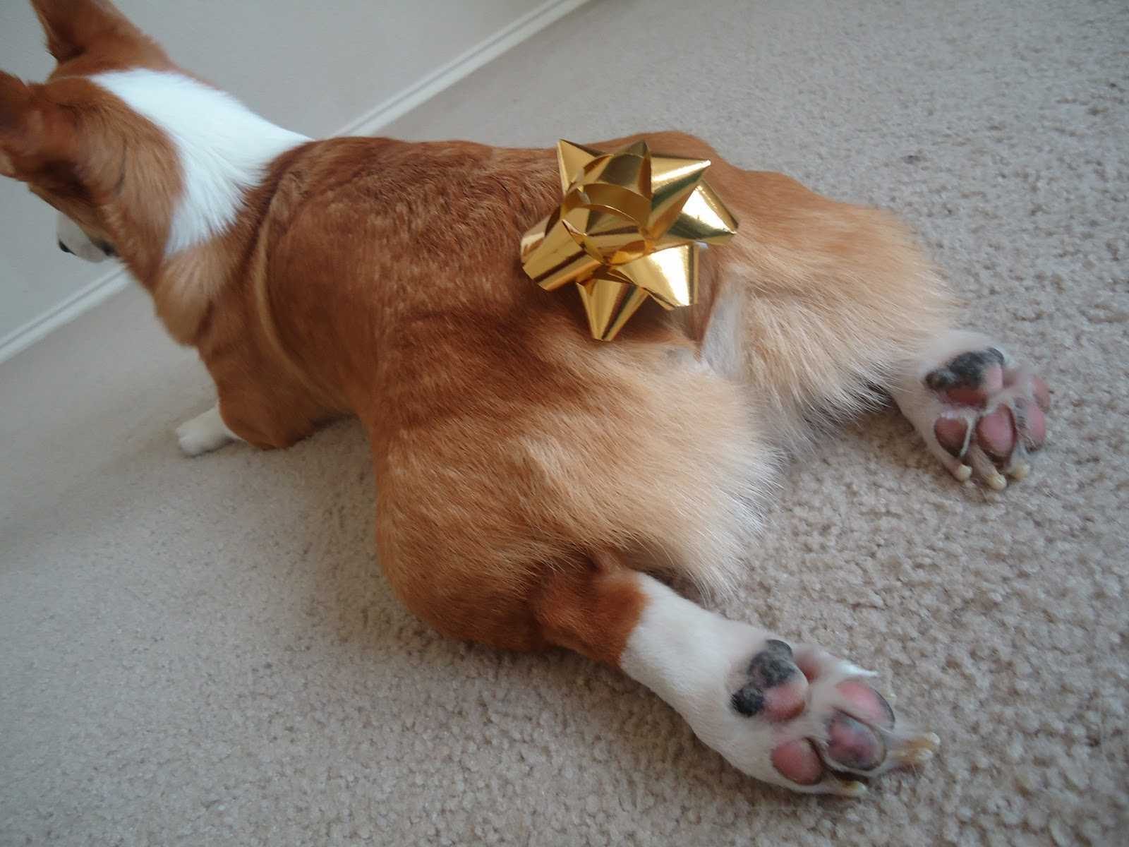 corgi butt head rest