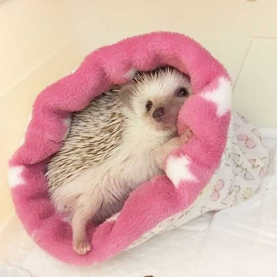 pink hedgehog plush