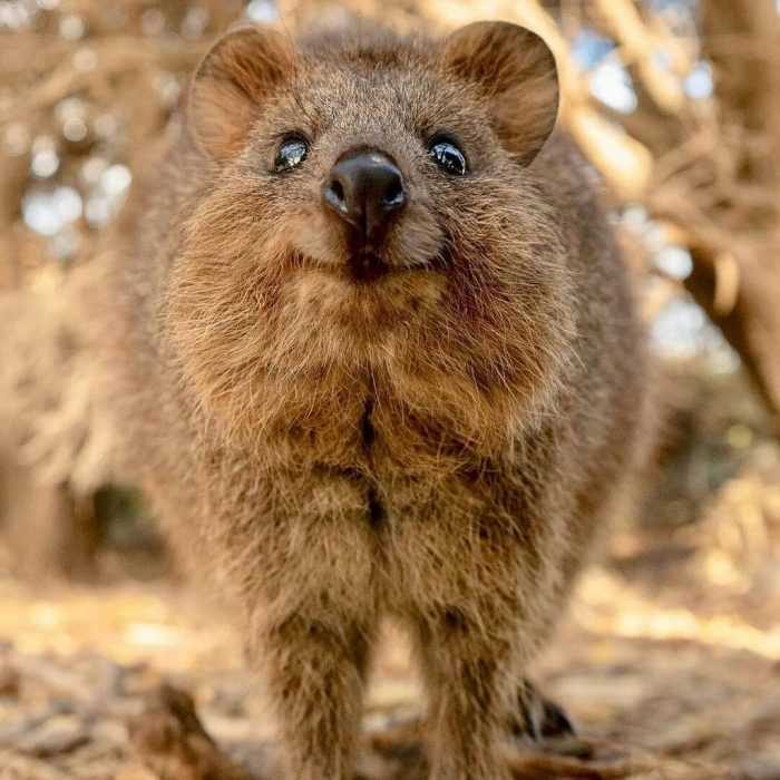 30 Funny Quokka Pictures That Will Make You Book A Flight To Australia ...