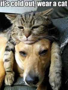 15 Adorable Pictures Of Cats And Dogs Getting Along (or Trying To)