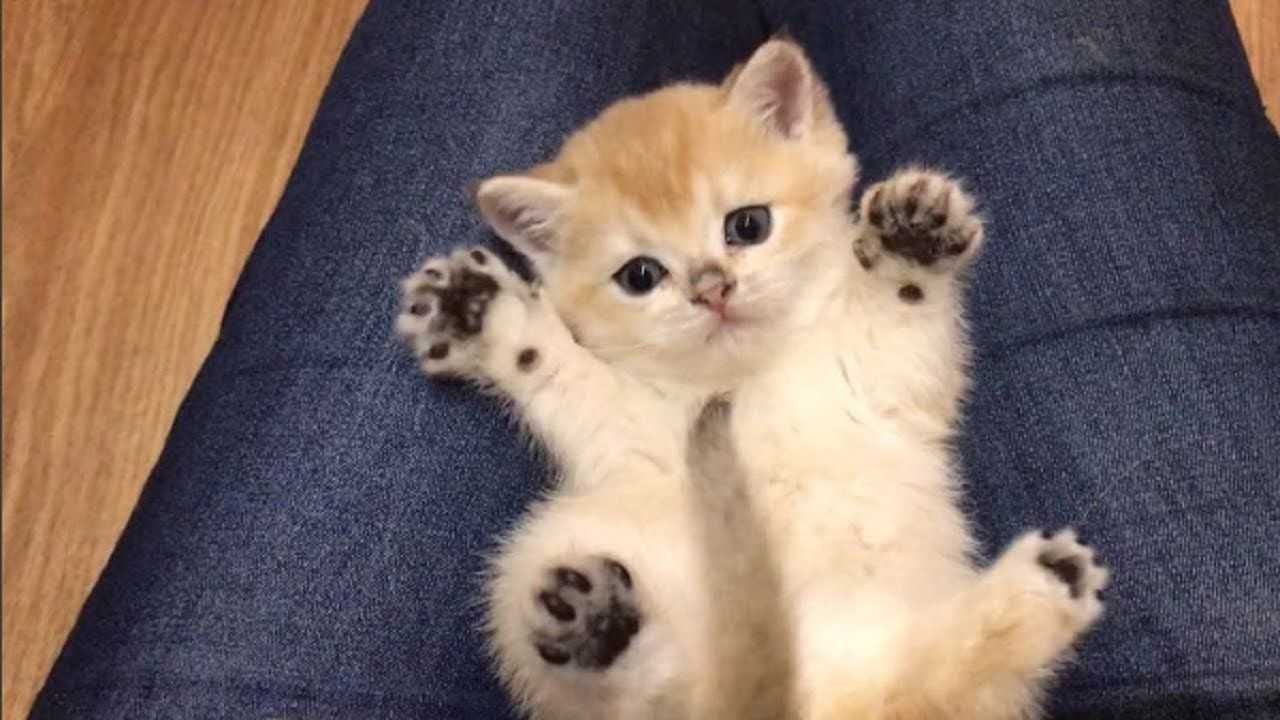 21 Adorable  Cat  Photos And Kitten Photos Because Furry 