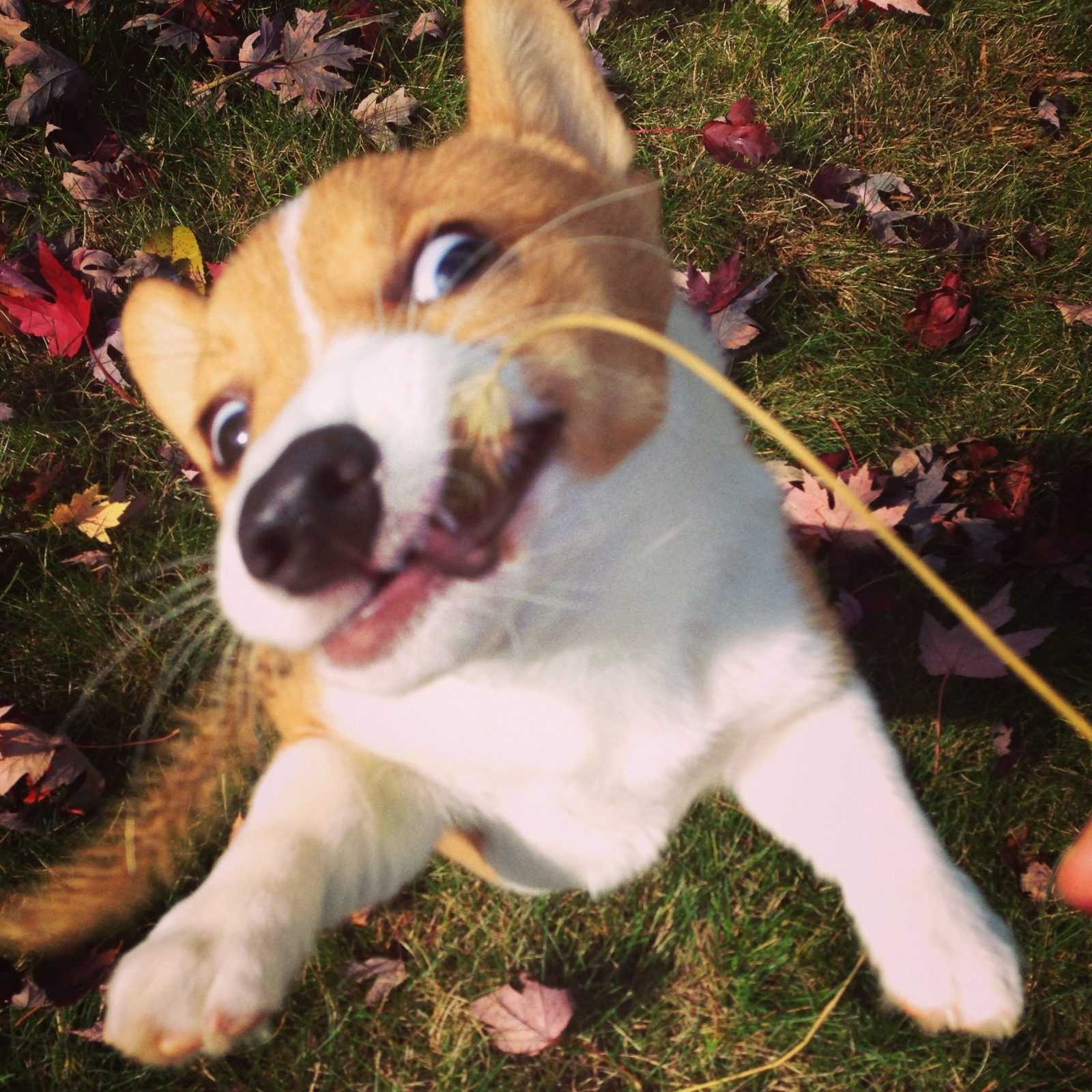 corgi floaties