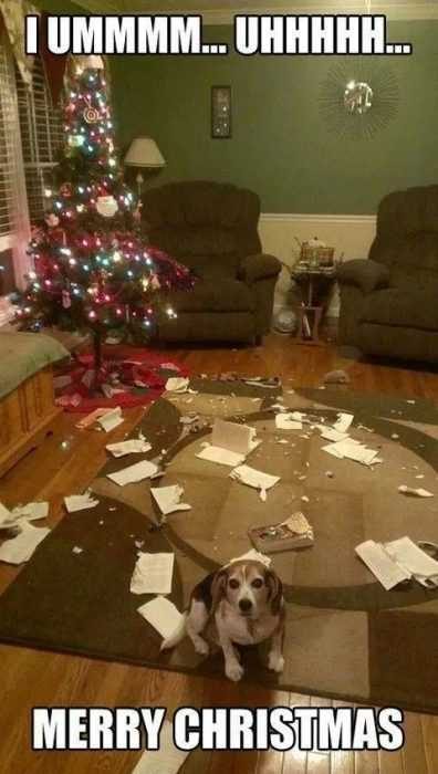 25 Pets Who Ruined Christmas