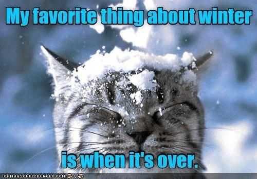 35 Funny Animals Who Are Definitely Not Ready For Winter