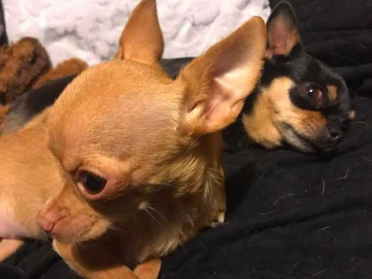 Tiny Teacup Chihuahua Was A Damaged Puppy That No One