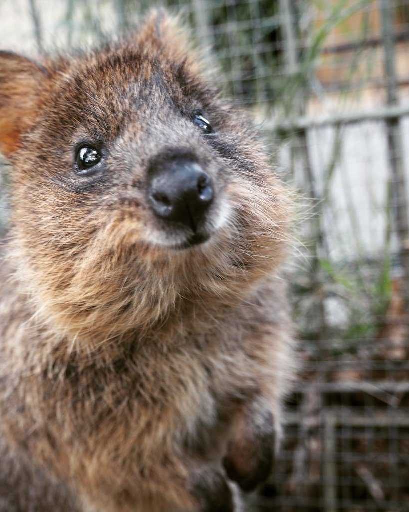 30 Funny Quokka Pictures That Will Make You Book A Flight To Australia ...