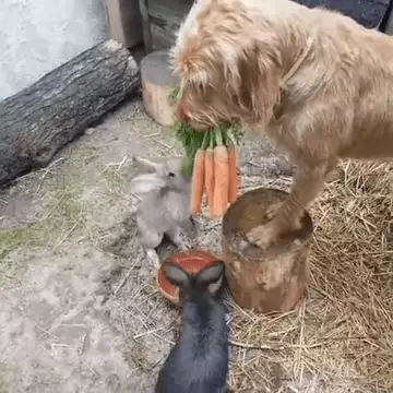 Dog Patiently Feeds Carrots Everyday To 