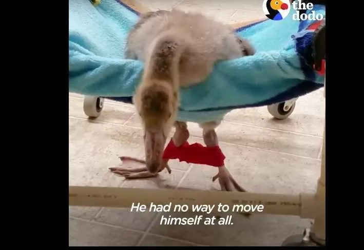 Rescuers Couldn T Control Their Emotions When They See Baby Goose Take His First Steps With The Help Of A Wheelchair