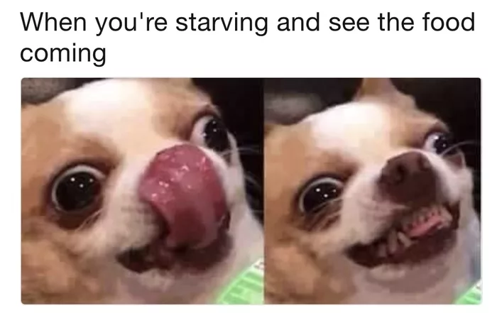 24 Funny Chihuahua Memes For Anyone Who Loves The Little Spicy Dogs