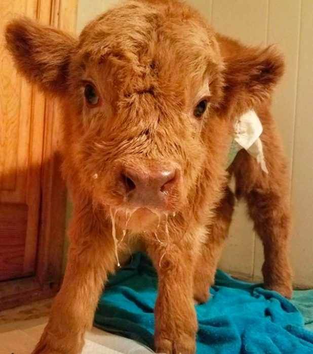 When Sick Baby Cow Was Rejected By Herd, He Decided To Become An ...