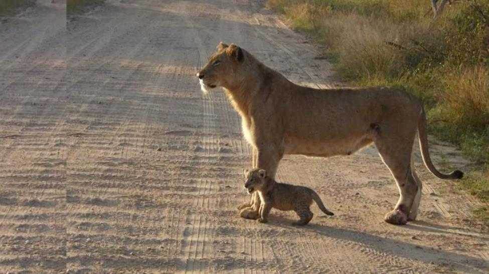 lioness protecting her cubs meme