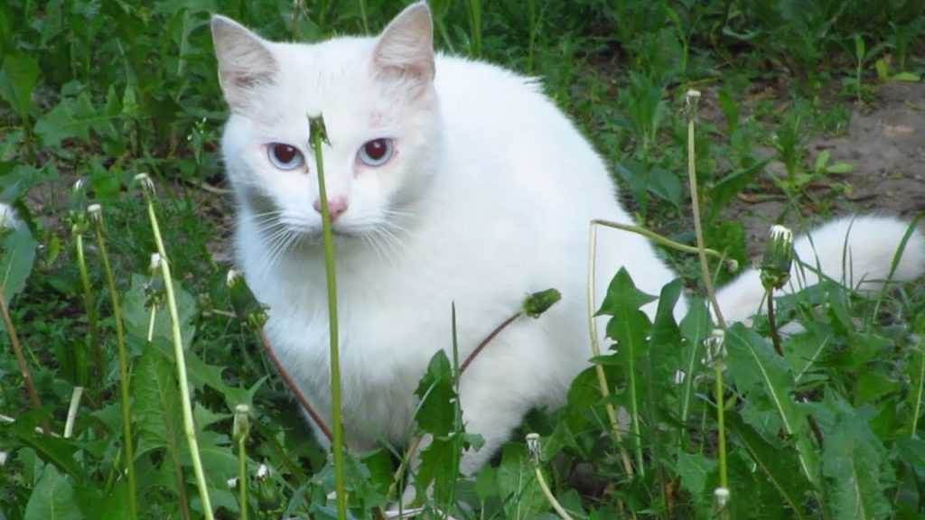 This Strange White Cat Appeared At A Funeral. Then It Wouldn’t Leave