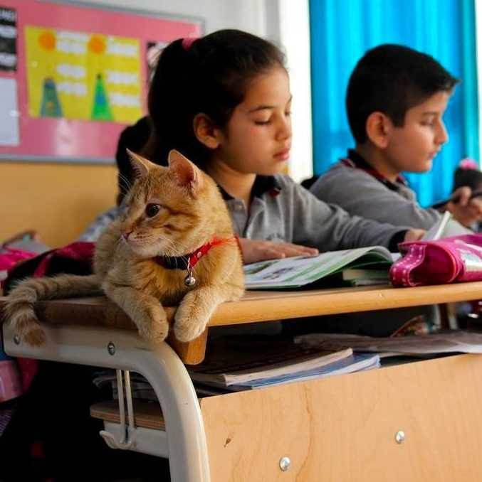 Stray Cat  Wanders Into Third Grade Classroom And Decides 