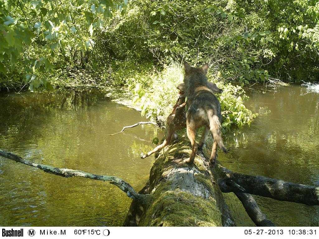 Crazy Trail Cam Pics (2)