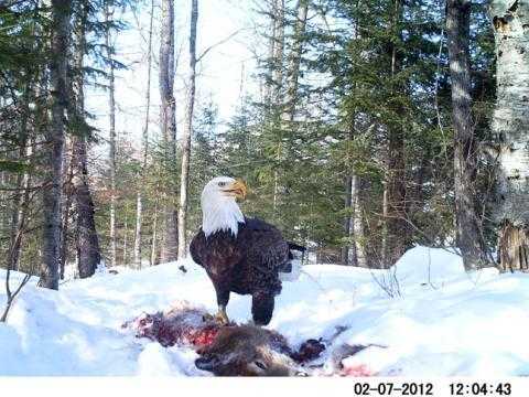 Crazy Trail Cam Pics (4)