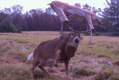 Crazy Trail Cam Pics (8)