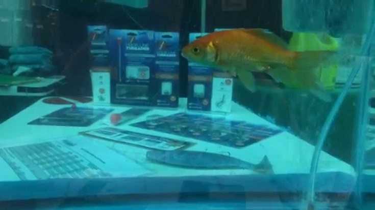 Meet The Hook Line And Threader  The Ultimate Live Bait Rig Featured 2