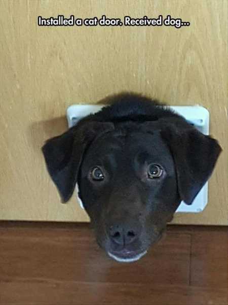 Hilarious Animal Pictures 511