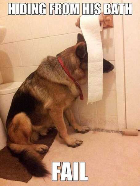 GermanShepardHidingFromHisBath