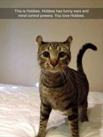 Cat With Funny Ears