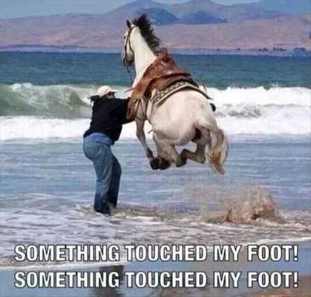 Super Funny Animal Pics 002