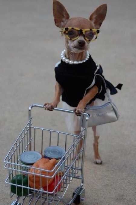 Funny Animal Pictures 503