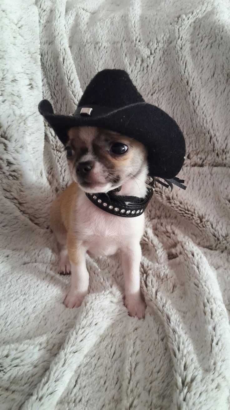 Animal Doghat