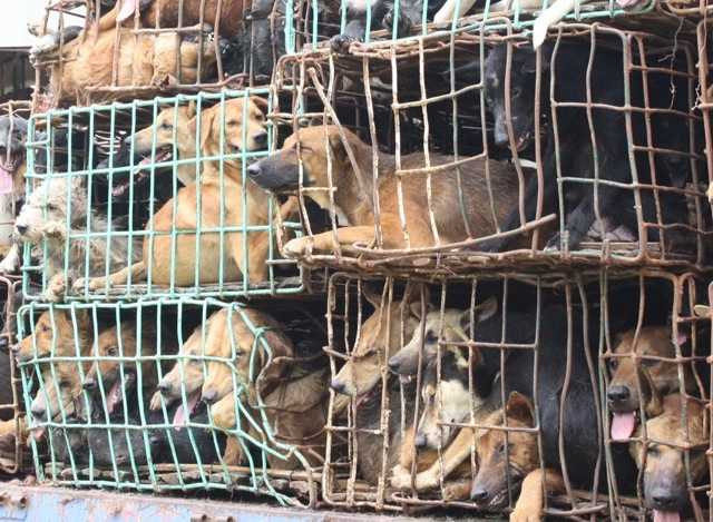 Puppy Mills1